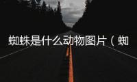 蜘蛛是什么動物圖片（蜘蛛是什么動物）