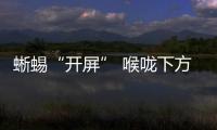 蜥蜴“開(kāi)屏” 喉嚨下方扇形肉垂色澤不輸孔雀