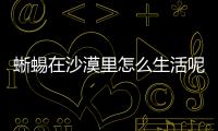 蜥蜴在沙漠里怎么生活呢？蜥蜴能在沙漠中生存嗎