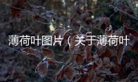 薄荷葉圖片（關于薄荷葉圖片的基本情況說明介紹）