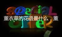 薰衣草的花語是什么，薰衣草的傳說介紹