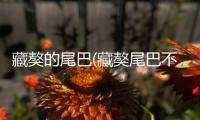 藏獒的尾巴(藏獒尾巴不卷起來是因為什么)