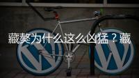 藏獒為什么這么兇猛？藏獒為什么這么兇狠