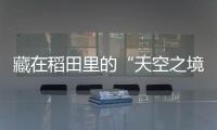 藏在稻田里的“天空之境”，白鷺散步散出了視察工作的感覺