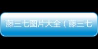 藤三七圖片大全（藤三七圖片）