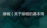 藤椒（關(guān)于藤椒的基本情況說明介紹）