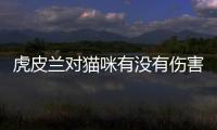 虎皮蘭對貓咪有沒有傷害呢？虎皮蘭養貓