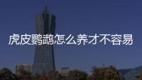 虎皮鸚鵡怎么養才不容易死，虎皮鸚鵡怎么養才親人