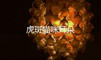 虎斑貓咪耳朵