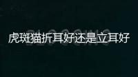 虎斑貓折耳好還是立耳好呢？虎斑貓折耳和立耳的區別