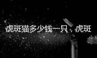 虎斑貓多少錢一只，虎斑貓怎么看純不純