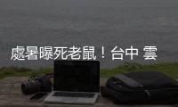 處暑曝死老鼠！臺中 雲林熱爆 北部午後西北雨