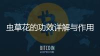 蟲草花的功效詳解與作用科普