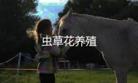蟲草花養(yǎng)殖