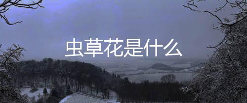 蟲草花是什么