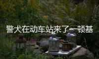 警犬在動(dòng)車(chē)站來(lái)了一頓基本操作...被帥暈的網(wǎng)友:想和它做朋友