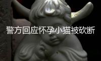 警方回應懷孕小貓被砍斷四肢 事件正調查中