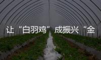 讓“白羽雞”成振興“金鳳凰”_