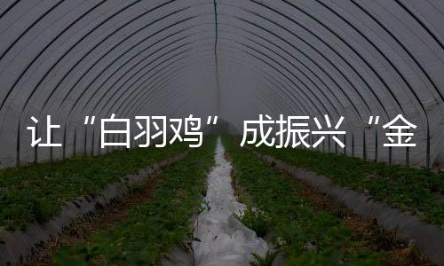 讓“白羽雞”成振興“金鳳凰”_