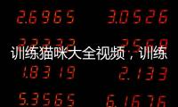 訓練貓咪大全視頻，訓練貓的方法大全