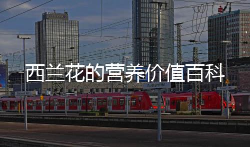 西蘭花的營養價值百科
