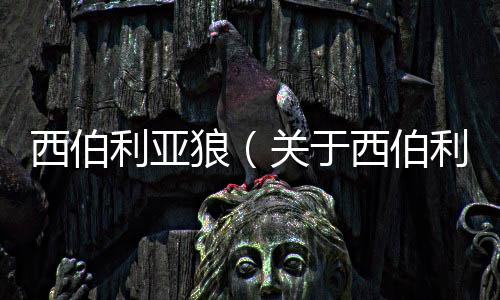 西伯利亞狼（關于西伯利亞狼的基本情況說明介紹）