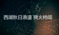 西湖秋日浪漫 摘火柿聞桂香