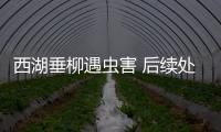 西湖垂柳遇蟲害 后續處理需及時