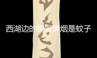 西湖邊的樹(shù)冒黑煙是蚊子在交配