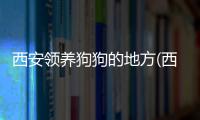 西安領養狗狗的地方(西安領養狗狗的地方在哪)