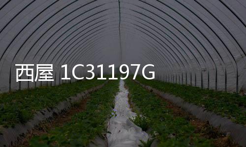 西屋 1C31197G01資訊文章
