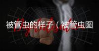 被管蟲的樣子（被管蟲圖片）