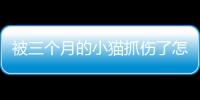 被三個(gè)月的小貓抓傷了怎么辦？被三個(gè)月的小貓抓傷了要打狂犬疫苗嗎