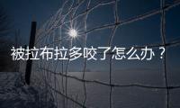被拉布拉多咬了怎么辦？被拉布拉多咬了會得狂犬病嗎