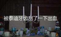 被泰迪牙齒刮了一下出血了，被泰迪牙齒刮了一下出血了一點點