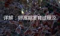 詳解：卵泡期發育過程及3個常見問題
