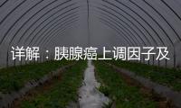詳解：胰腺癌上調因子及其單抗 被低估的靶點