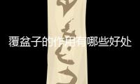 覆盆子的作用有哪些好處