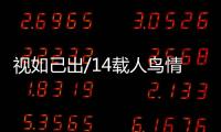 視如己出/14載人鳥情未了 馴養師守護天鵝成長
