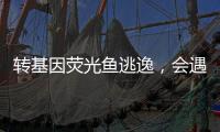 轉基因熒光魚逃逸，會遇到捕食者嗎？