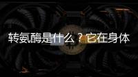 轉(zhuǎn)氨酶是什么？它在身體中扮演著什么角色？