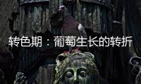 轉(zhuǎn)色期：葡萄生長的轉(zhuǎn)折點