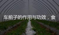 車前子的作用與功效，食用車前子有什么副作用