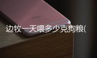 邊牧一天喂多少克狗糧(邊牧一天吃幾頓飯)