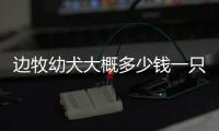 邊牧幼犬大概多少錢一只？ 邊牧小狗多少錢