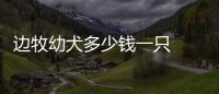 邊牧幼犬多少錢一只  邊牧幼犬多少錢合適