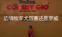 邊境牧羊犬厲害還是羅威納犬厲害？ 最新羅威納犬打架