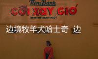 邊境牧羊犬哈士奇  邊境牧羊犬與哈士奇的區(qū)別