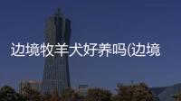 邊境牧羊犬好養嗎(邊境牧羊犬禁養嗎)