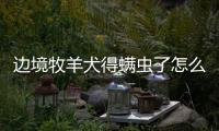 邊境牧羊犬得螨蟲了怎么辦啊(邊牧得了螨蟲有治愈率是多少)